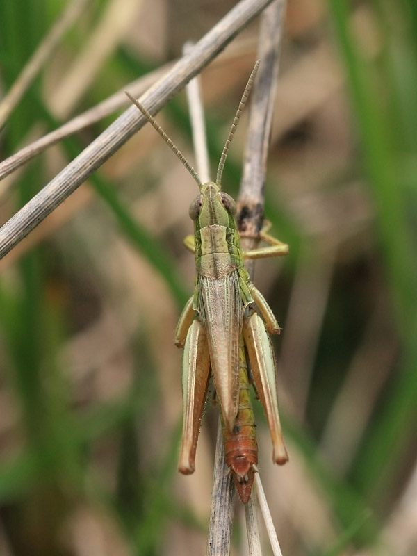 Criquet des bromes Criquet des bromes