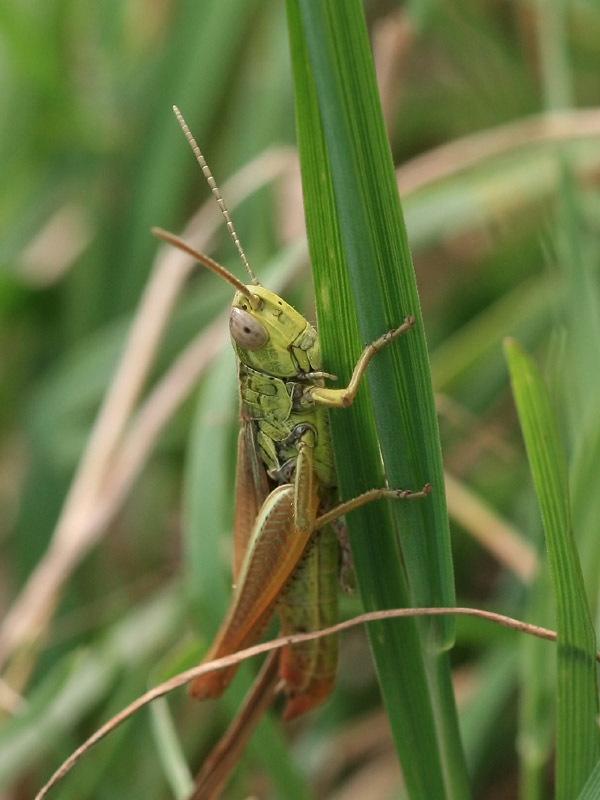 Criquet des bromes Criquet des bromes