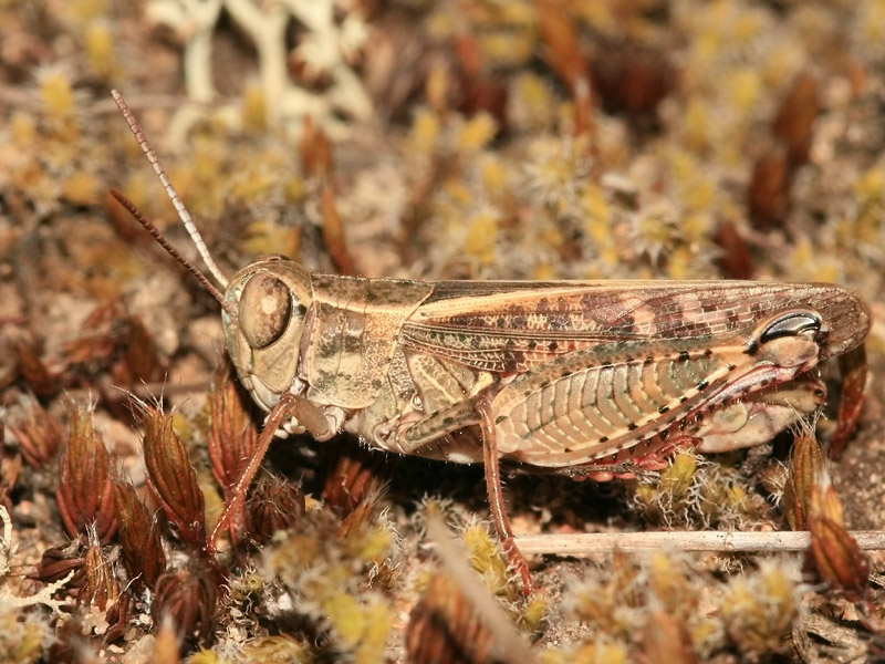 Caloptène italien Caloptène italien