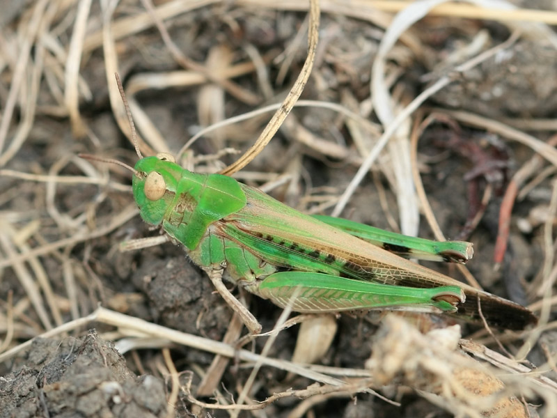 Oedipode émeraudine Oedipode émeraudine