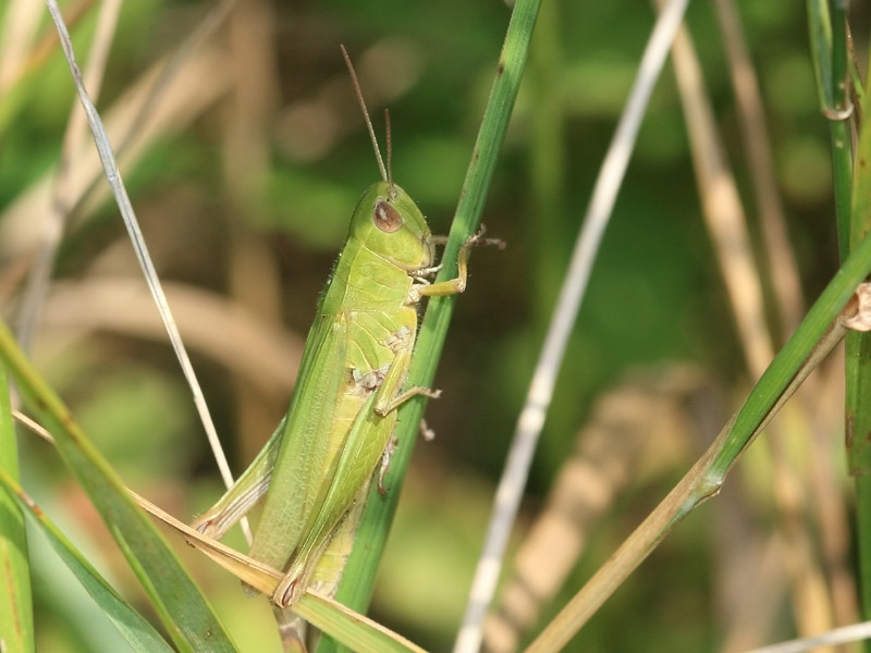 Criquet verte-chine