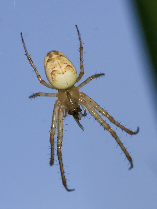 Metellina segmentata
