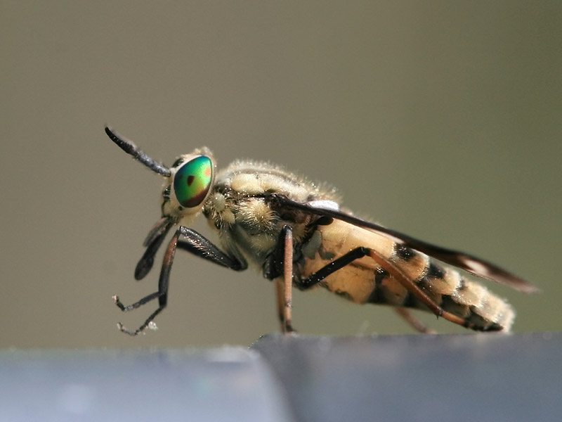 Chrysops relictus