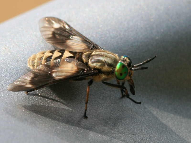 Chrysops relictus