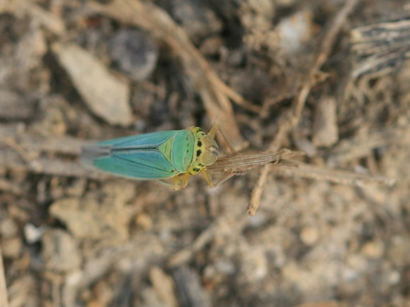 Cicadelle verte
