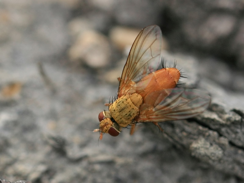 Leskia aurea