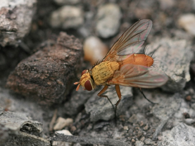 Leskia aurea