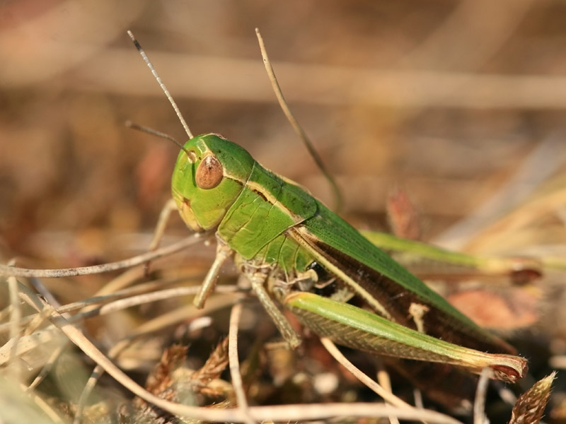 Sténobothre de la Palène Sténobothre de la Palène