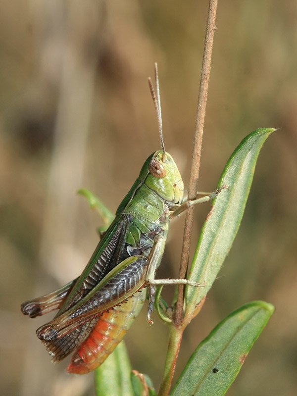 Sténobothre de la Palène Sténobothre de la Palène