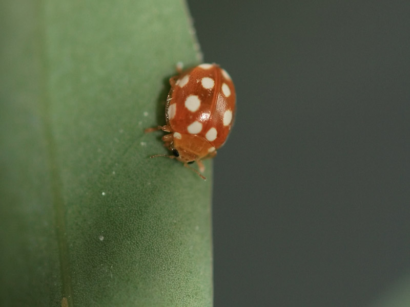 Vibidia duodecimguttata