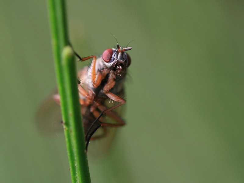 Helina impuncta
