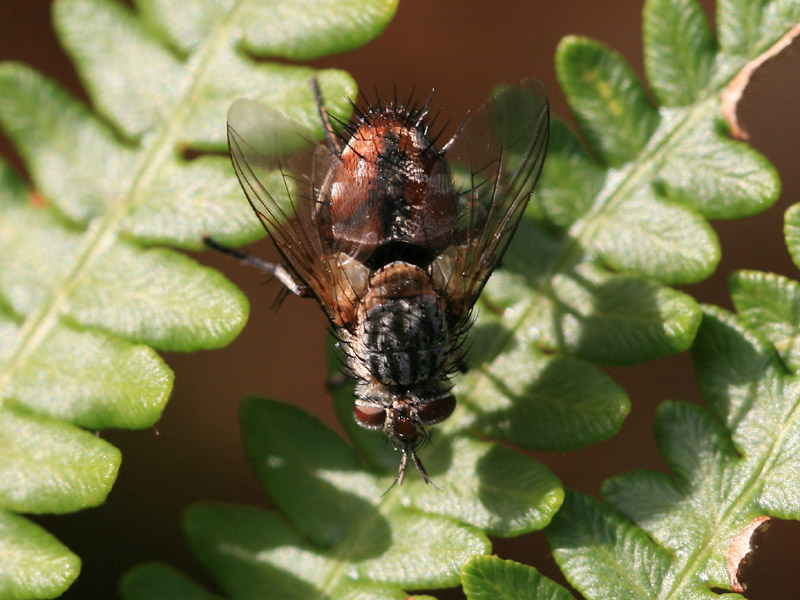 Linnaemya vulpina