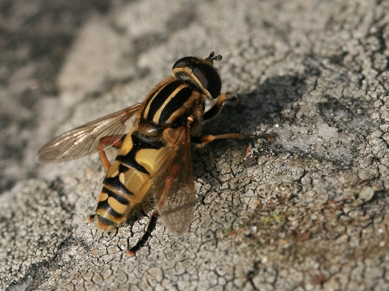 Helophilus pendulus Helophilus pendulus