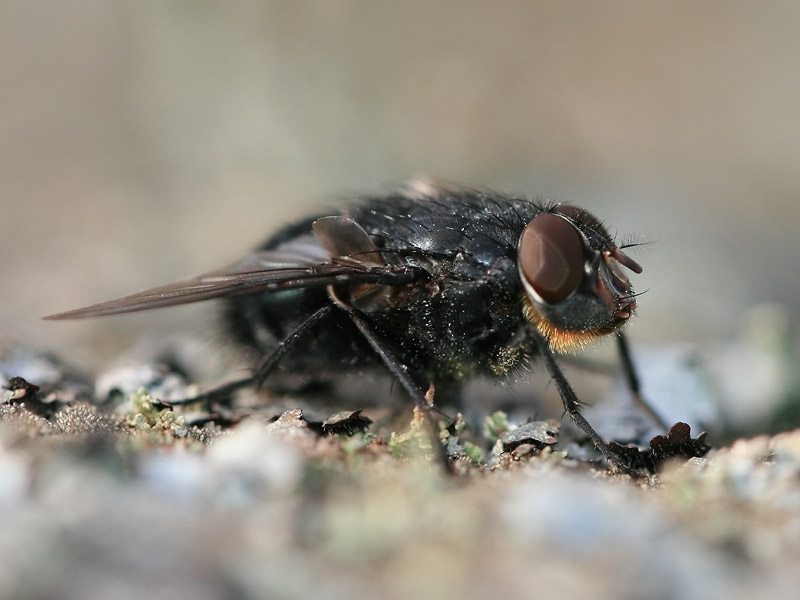 Calliphora vomitoria Calliphora vomitoria
