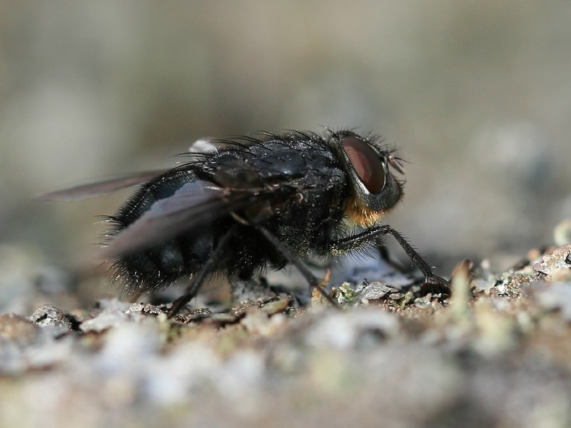 Calliphora vomitoria Calliphora vomitoria