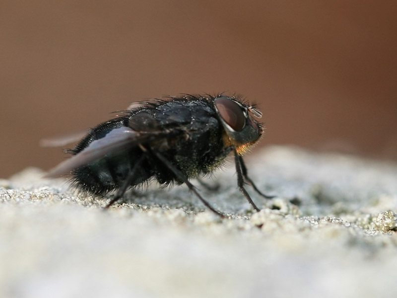 Calliphora vomitoria Calliphora vomitoria