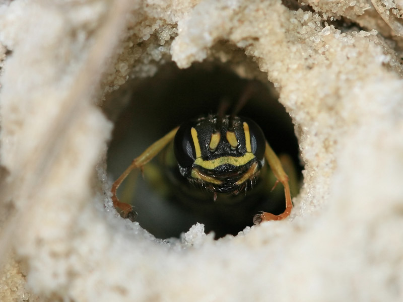 Mellinus arvensis Mellinus arvensis