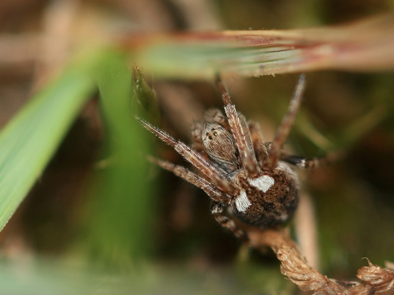 Agalenatea redii