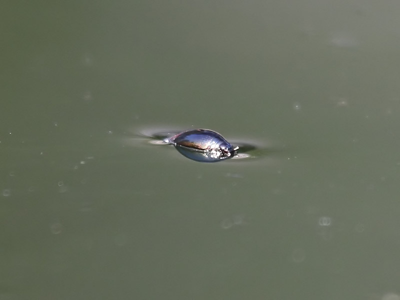 Gyrin sp.