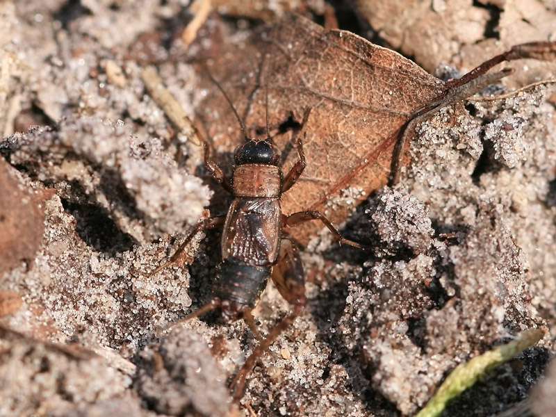 Grillon des bois Grillon des bois