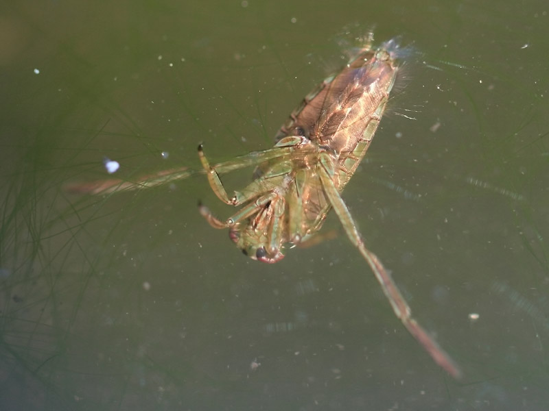 Notonecte sp.