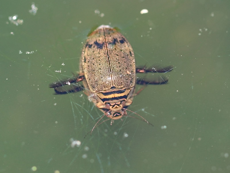 Acilius sp.