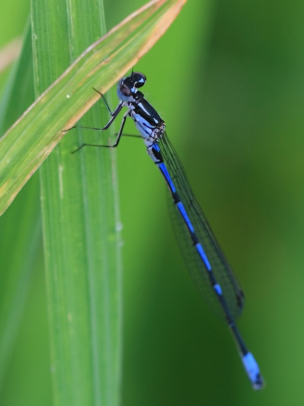 Agrion exclamatif Agrion exclamatif