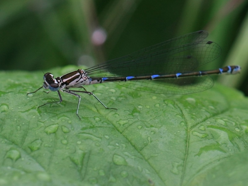 Agrion exclamatif Agrion exclamatif