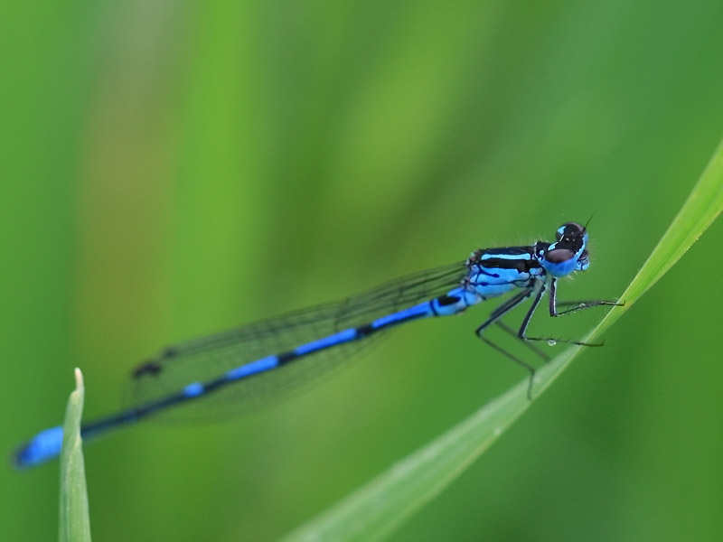 Agrion exclamatif Agrion exclamatif
