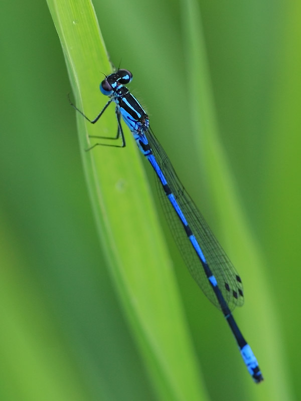 Agrion exclamatif Agrion exclamatif