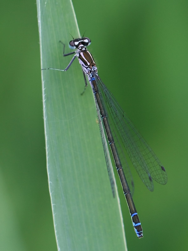 Agrion exclamatif Agrion exclamatif
