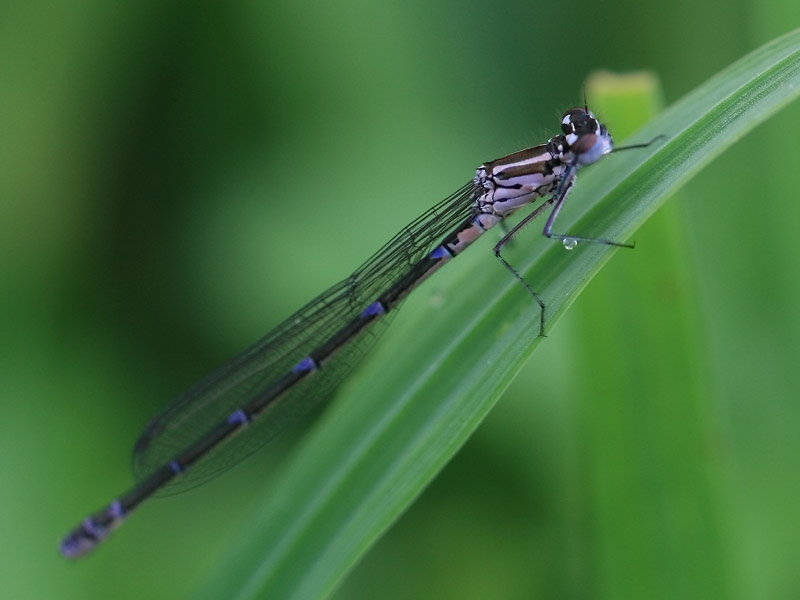 Agrion exclamatif Agrion exclamatif