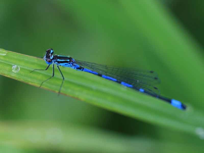 Agrion exclamatif Agrion exclamatif