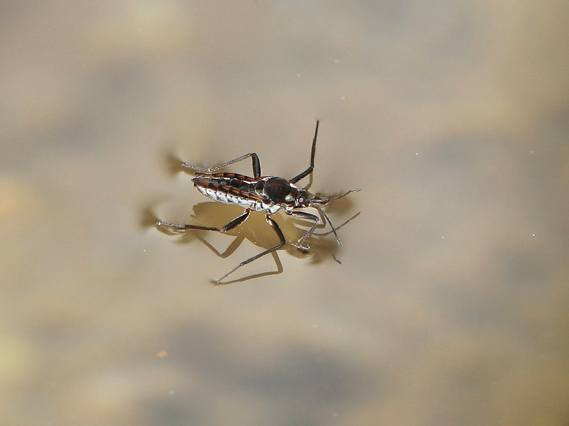 Velia sp.