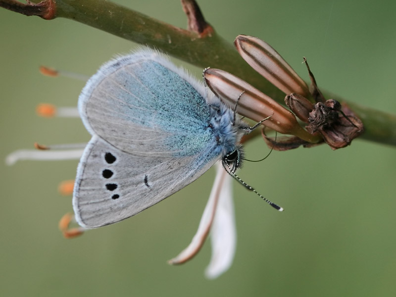 Azuré des cytises Azuré des cytises
