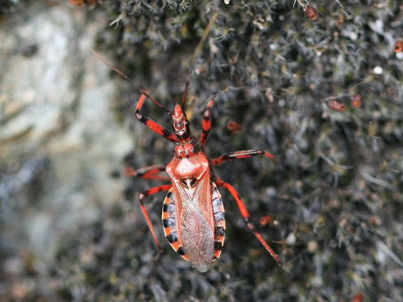 Rhynocoris sp.