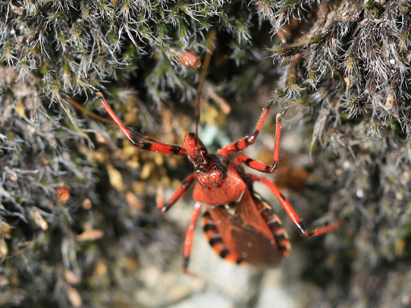 Rhynocoris sp.
