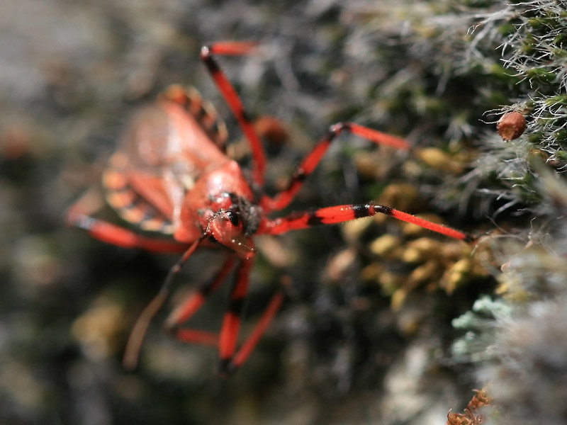 Rhynocoris sp.
