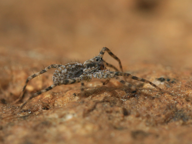 Pardosa sp. Pardosa sp.