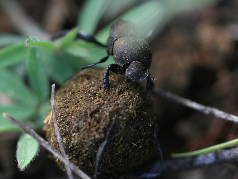 Sisyphus schaefferi