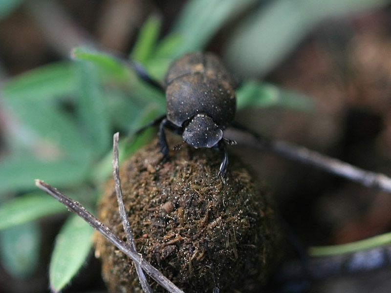 Sisyphus schaefferi