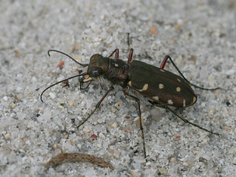 Calomera littoralis