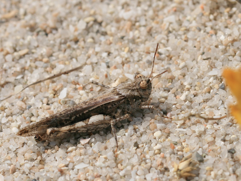Oedipode de Bonifacio