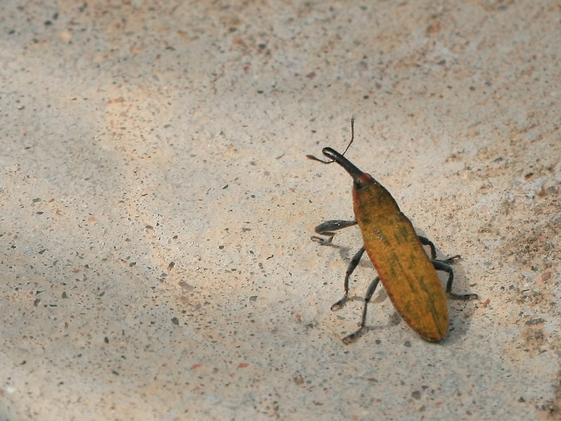 Lixus pulverulentus