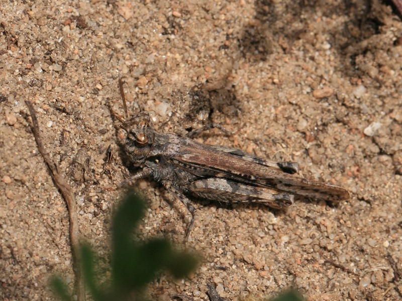 Oedipode de Bonifacio