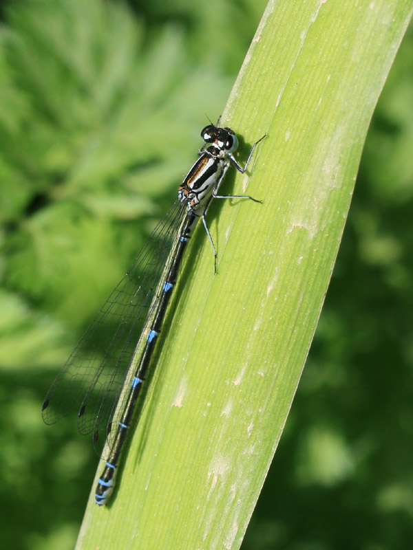 Agrion jouvencelle Agrion jouvencelle