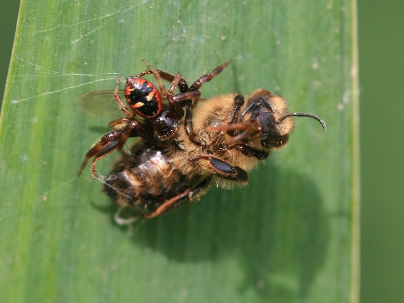 Synema globosum