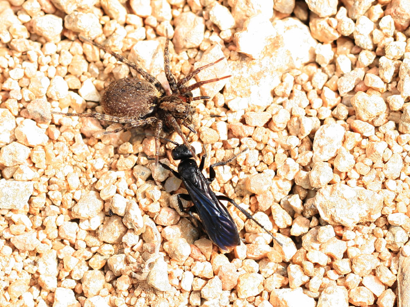 Anoplius concinnus