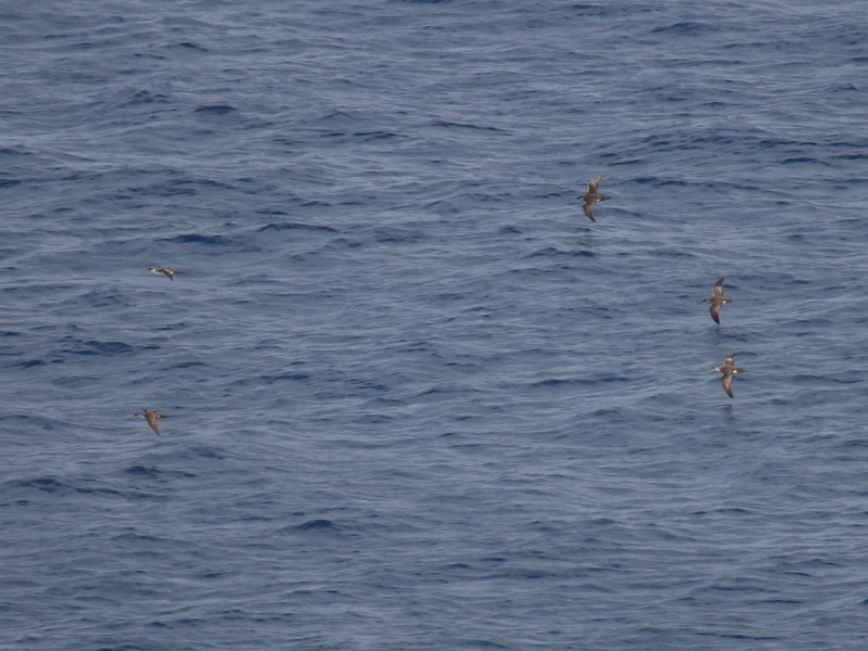 Puffin yelkouan