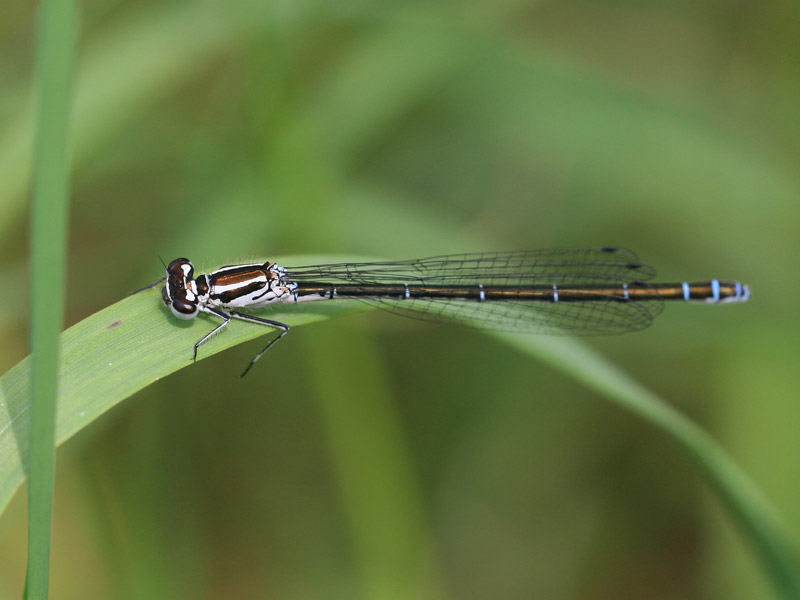 Agrion jouvencelle Agrion jouvencelle